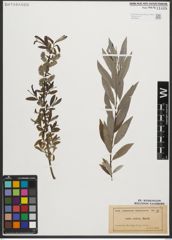Foto von Salix sericea Marshall